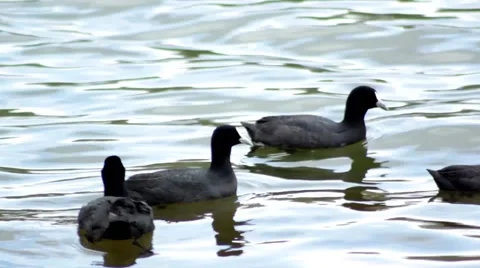 Flock of ducks (Eurasian Coots) swimming on a calm lake surface Stock Footage 55118767