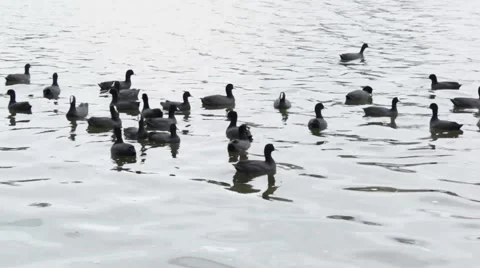 Flock of ducks (Eurasian Coots) swimming on surface of calm lake Stock Footage 55119709