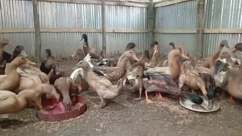 Flock Of Ducks Feeding Together Inside Poultry Farm Stock Footage 340934222