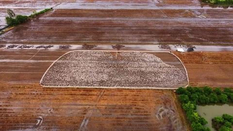 A flock of ducks on the field full of rice stubble after harvest Stock Footage 339871728