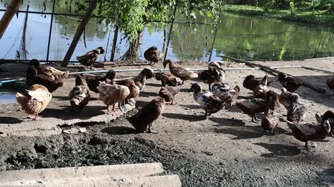 Flock of ducks finding food for eating in the farm Stock Footage 139950217
