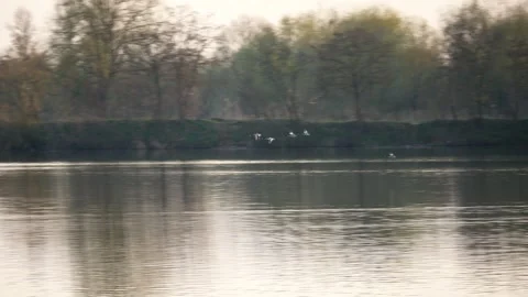 Flock of ducks flies over the calm idyllic surface of the river Stock Footage 263451746