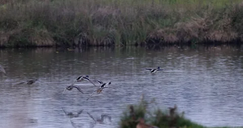 A flock of ducks in flight over a pond, 4K slomo Stock Footage 166229993