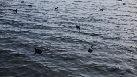 Flock Of Ducks Floating Above Water Video stock 103395301
