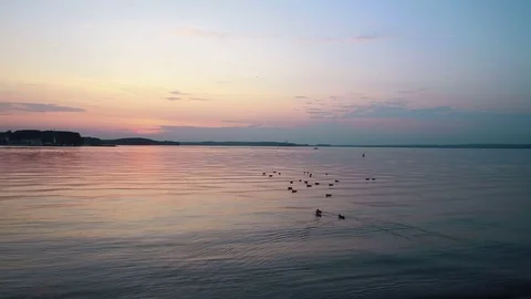 A flock of ducks floating on the lake during sunset 스톡 동영상 79059442