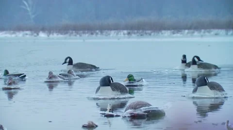 Flock of ducks floating on lake Stock Footage 54591944