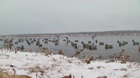 Flock of ducks floating on lake Stock Footage 54591958