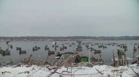 Flock of ducks floating on lake Stockbeeldmateriaal 54591961