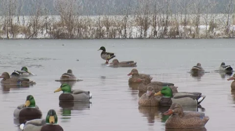 Flock of ducks floating on lake Stock Footage 54591976