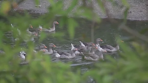 A flock of ducks floating on the river.in the foreground the bushes Video stock 71903595