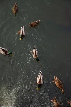 Flock of ducks floating in the river in a natural habitat Stock Photos
