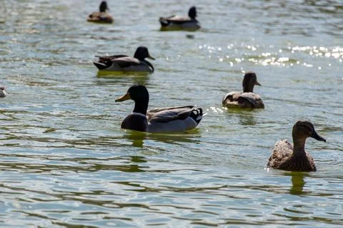 A flock of ducks floating in their midst Stock Photos