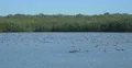 Flock of ducks floating on water at Everglades Park, Florida 4k or 4k+ Resolution