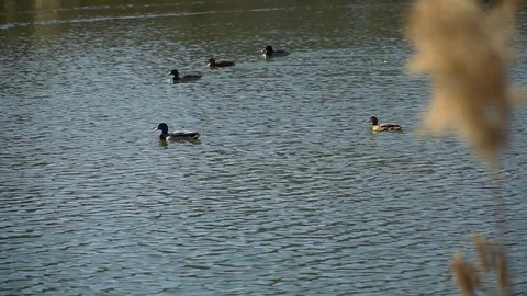 A flock of ducks floating in the water Stock Footage 127197004