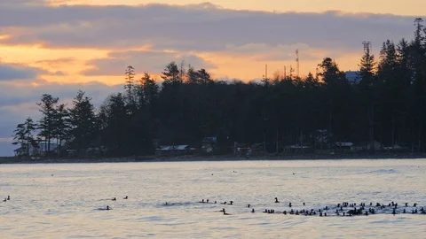 Flock of ducks floating on water with waves Stock Footage 128408666
