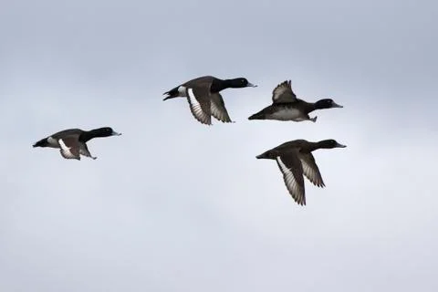 Flock of ducks that fly over the river valley overcast spring day Stock Photos