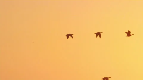 Flock of ducks fly past the setting sun in silhouette slow motion Видео 204061599