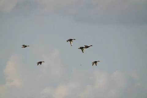 A flock of ducks fly in the sky Stock Photos