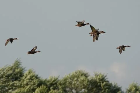 A flock of ducks fly in the sky, with some of them flying in a straight line Stock Photos