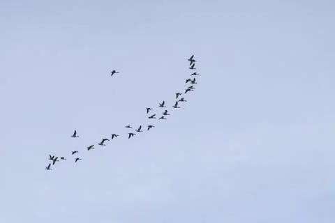 Flock of ducks  flying in line with blue background Stock Photos