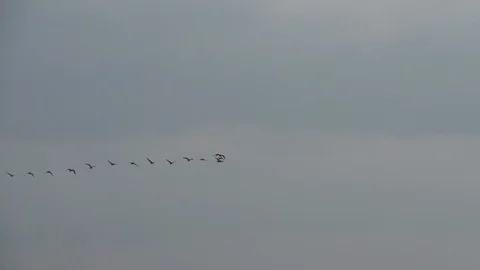 A flock of ducks flying over the fields. Stock Footage 103846849