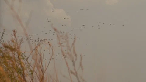 A flock of ducks flying over the fields. Stock Footage 103849431