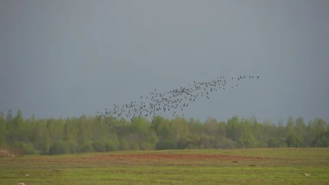 A flock of ducks flying over the rural fields. Stock Footage 103842247