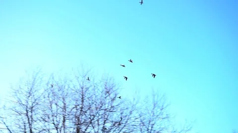 Flock of ducks flying in the sky. Slowmotion. Hunting Stock Footage 85278393