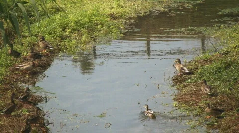 Flock of Ducks 스톡 동영상 809497