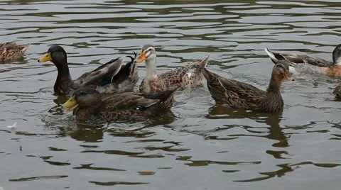 Flock Of Ducks Video stock 51553569