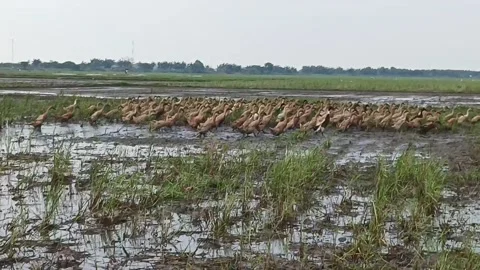 Flock of ducks Stock Footage 235641967