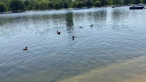 A flock of ducks Stock Footage 242709047