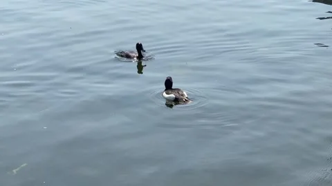 A flock of ducks Stock Footage 242709065