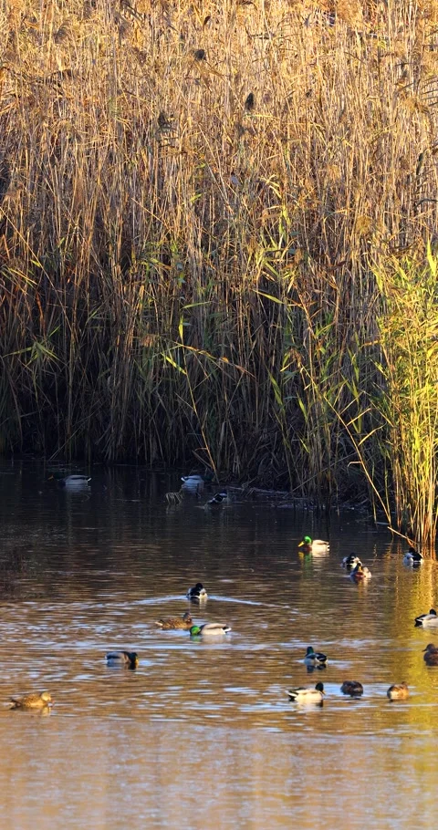 A flock of ducks Stock Footage 293159657