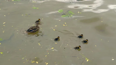 A flock of ducks Video stock 312316889