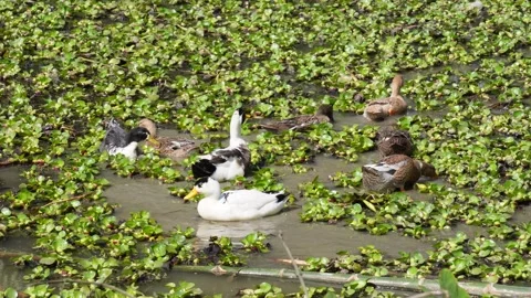Flock of Ducks Stock Footage 336435343