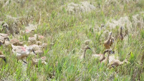 Flock of Ducks Foraging for Food in Rice Field Stock Footage 345618692