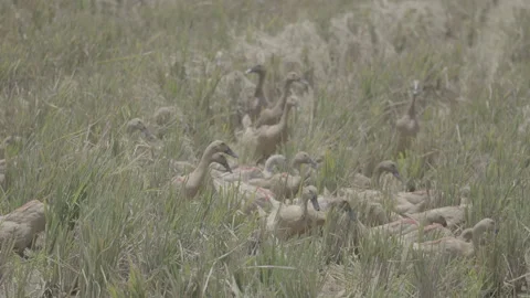Flock of Ducks Foraging for Food in Rice Field 10bit slog3 Stock Footage 345619674