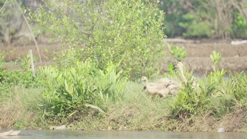 Flock of Ducks Foraging in Grassland Video stock 336648250