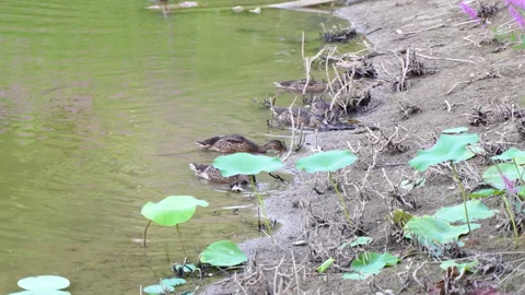 A flock of ducks foraging on the shore Stock Footage 247499027