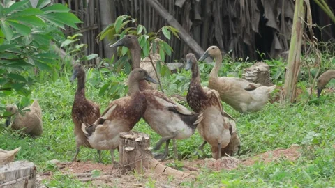 A flock of ducks in the forest 10bit 4k 60fps Stock Footage 268825113