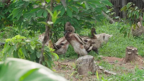 A flock of ducks in the forest 10bit 4k 60fps Stock Footage 268825267
