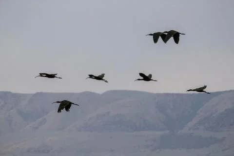 Flock of ducks in front of mountain Stock Photos