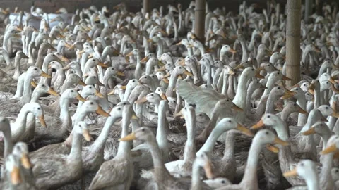 Flock Of Ducks Gathered And Standing In The Farm House Stock Footage 138549016