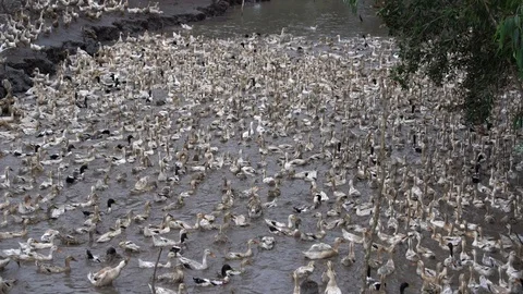 Flock of ducks gathered Stock Footage 111452506