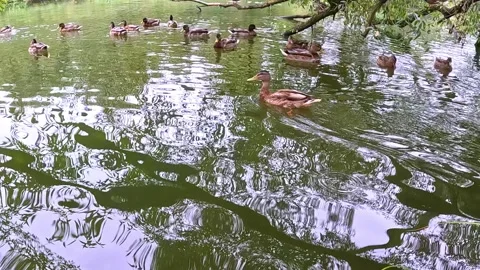 Flock of ducks gliding across reflective pond surface Stock Footage 320875059