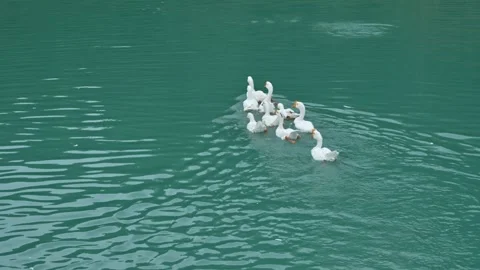 A flock of ducks going into the blue water.Ducks swim in the pond. Stock Footage 286047312
