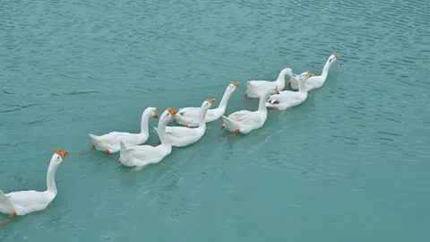 A flock of ducks going into the blue water.Ducks swim in the pond. Stock Footage 286047398