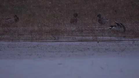 Flock of ducks got caught in the snowstorm in the river Stock Footage 283547458