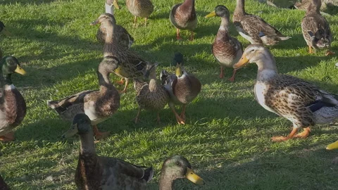 Flock Of Ducks On Green Grass Video stock 249962622